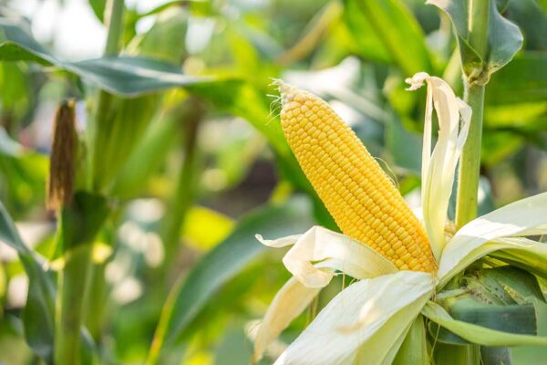 Dilaw na Mais (Sweet Corn)