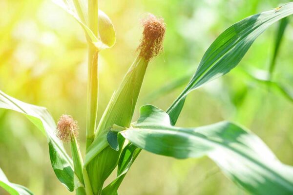 Dilaw na Mais (Sweet Corn)