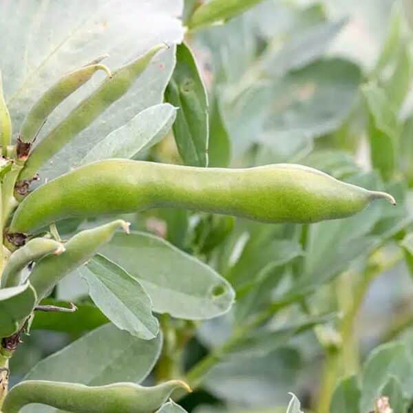 Baguio Beans Green Beans2