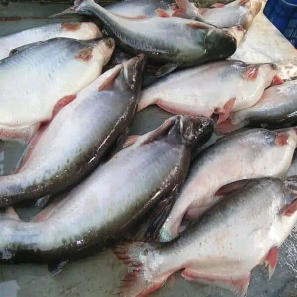 Basa Pangasius bocourti – 1KG