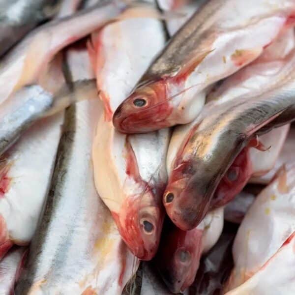 Basa Pangasius bocourti – 1KG1