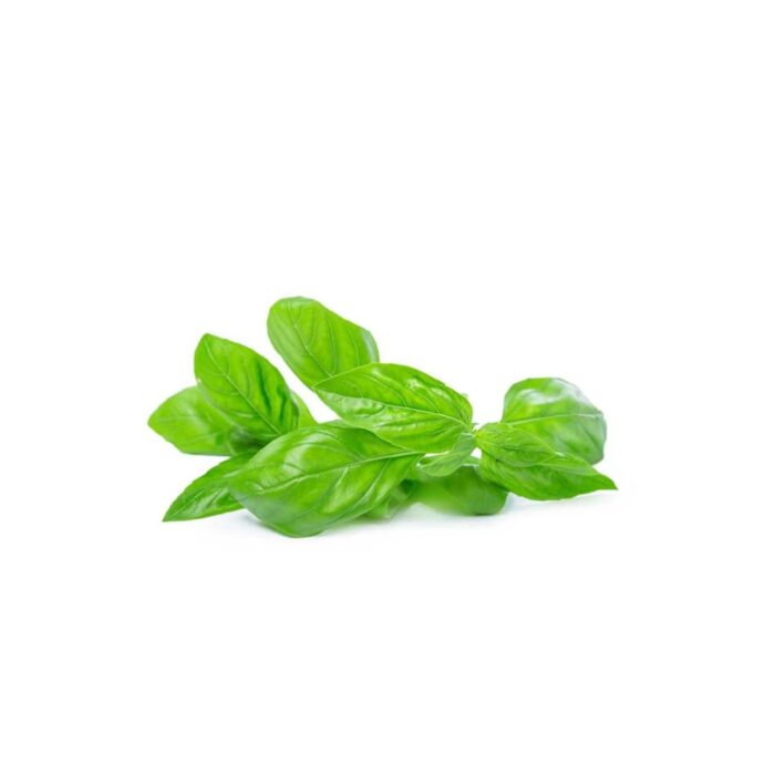 Basil Leaves