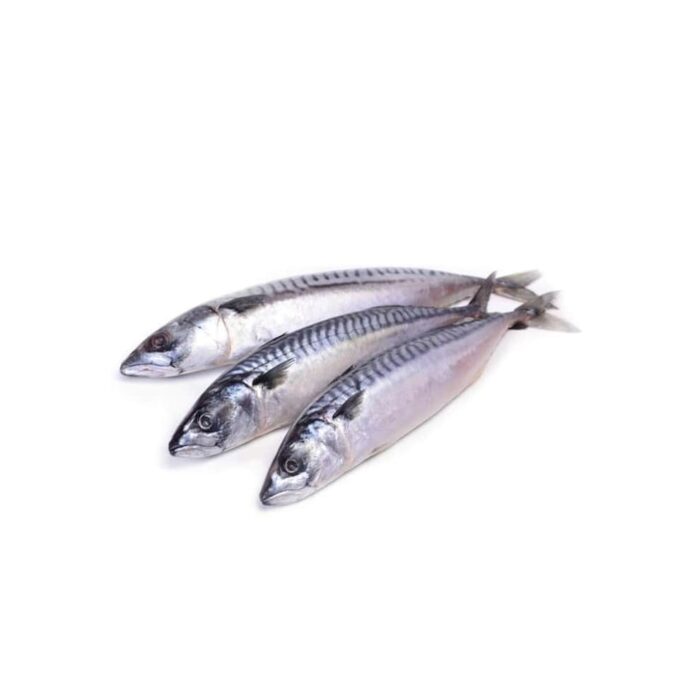 Batang Spanish Mackerel