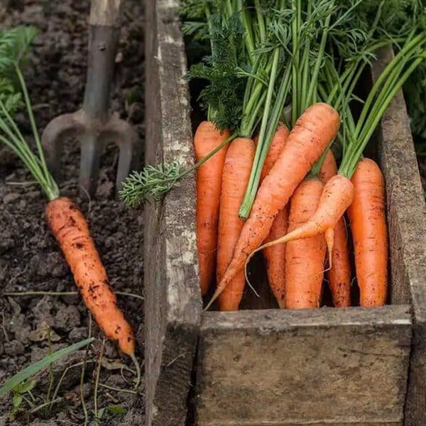 Carrots3