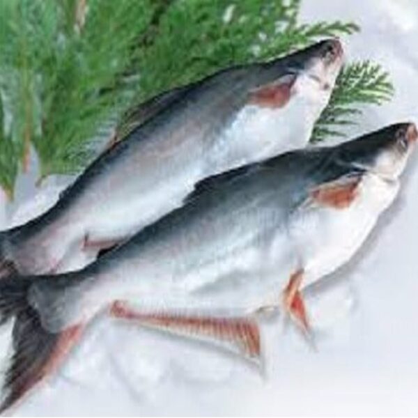 Cream Dory Pangasius