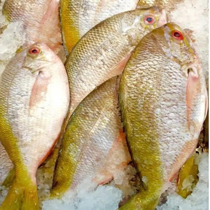 Dalagang Bukid Lapad Yellowtail fusilier – 1KG