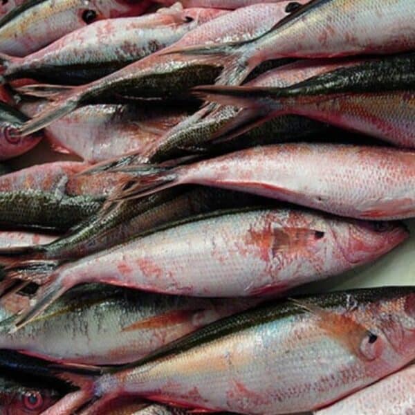 Dalagang Bukid Yellowtail fusilier – 1KG