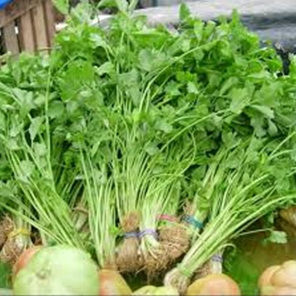 Kinchay Parsley1