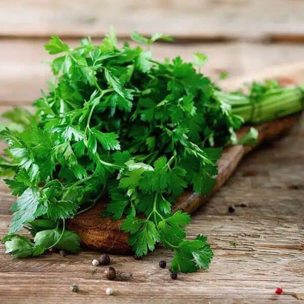 Kinchay Parsley2
