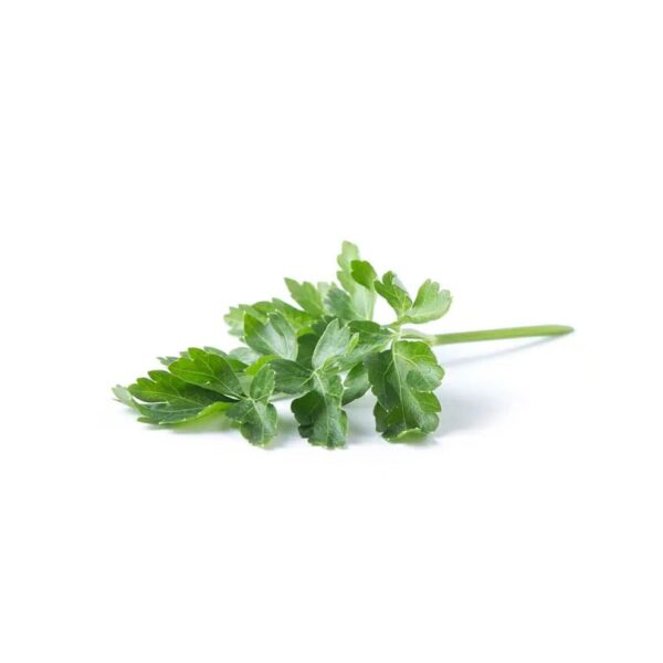 Kinchay Parsley5