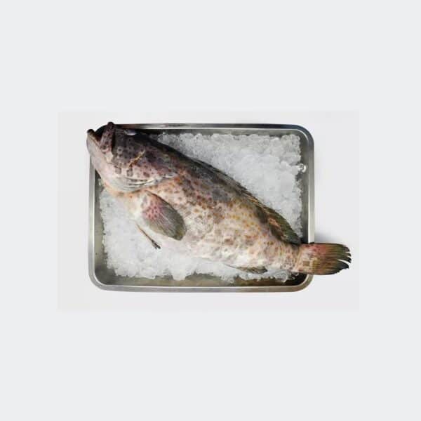 Lapulapu Grouper – 1KG