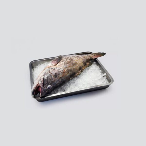 Lapulapu Grouper – 1KG1