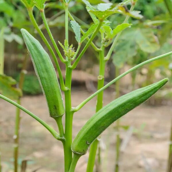Okra Ladies fingers2