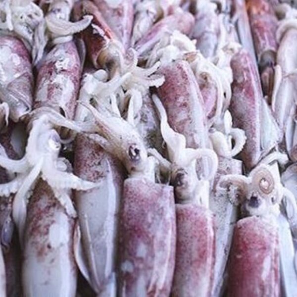 Pusit Medium Squid – 1KG