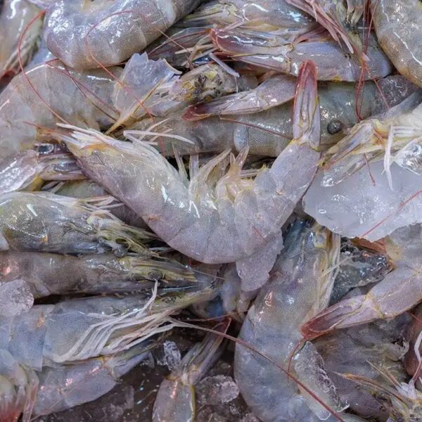 Shrimp Small – 1KG