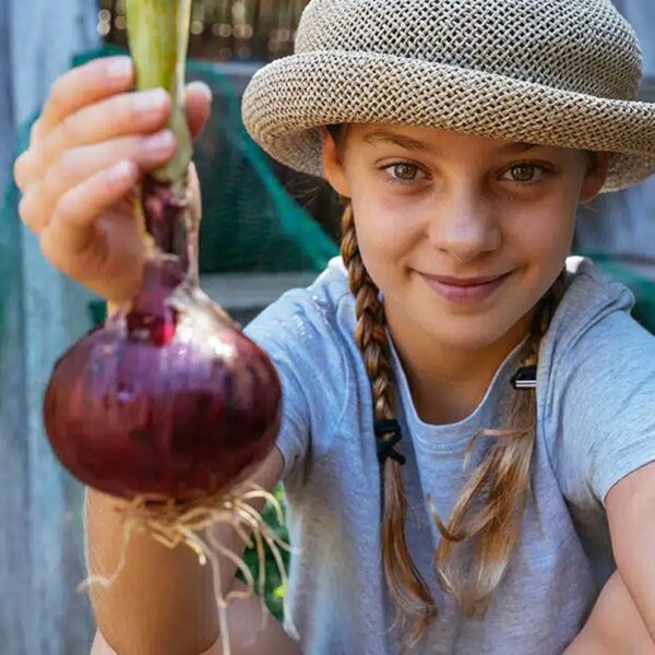 Sibuyas Onion Red local2