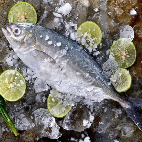 Talakitok Trevally – 1KG