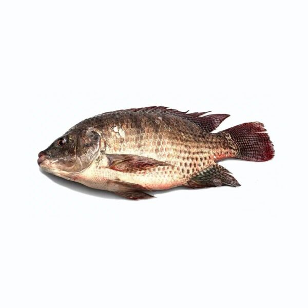 Tilapia 1KG