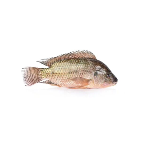 Tilapia 1KG1