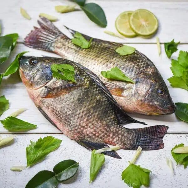 Tilapia 1KG4