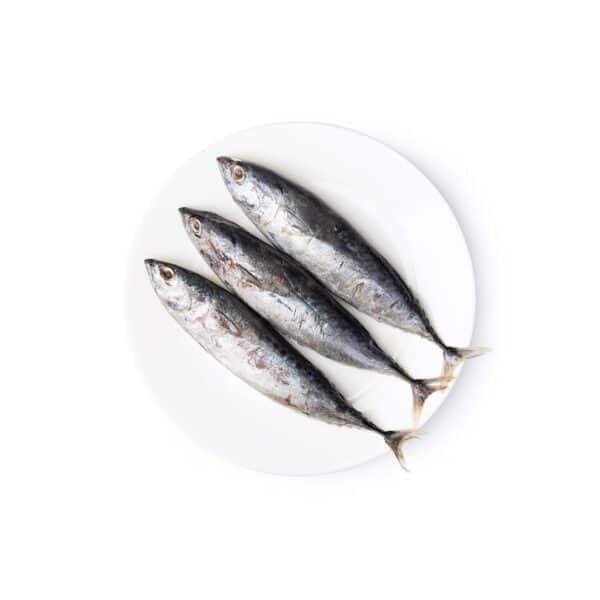 Tulingan Skipjack Tuna – 1KG