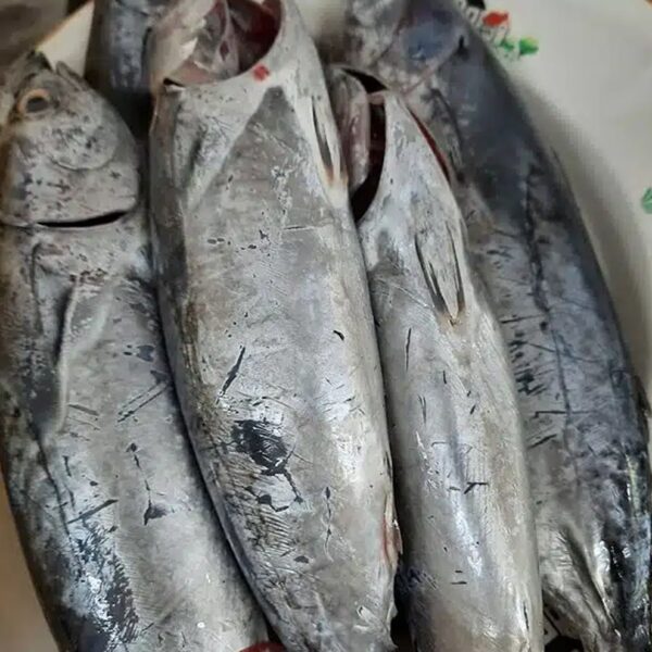 Tulingan Skipjack Tuna – 1KG1