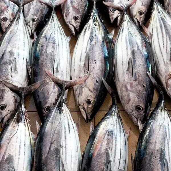 Tulingan Skipjack Tuna – 1KG2