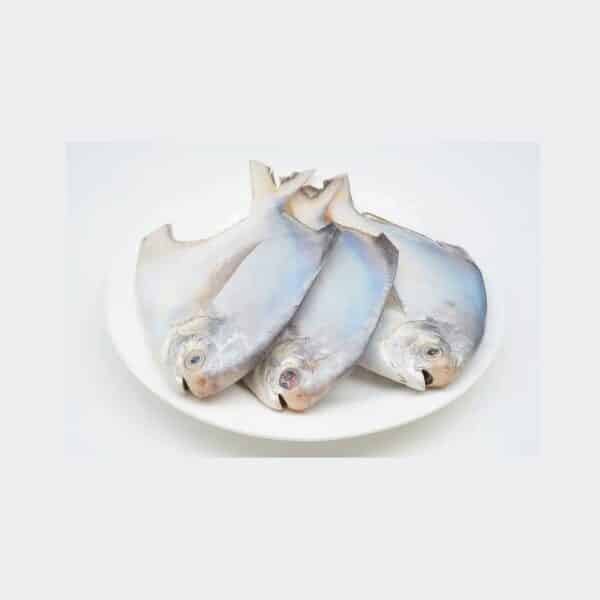 White Pompano White Pomfret