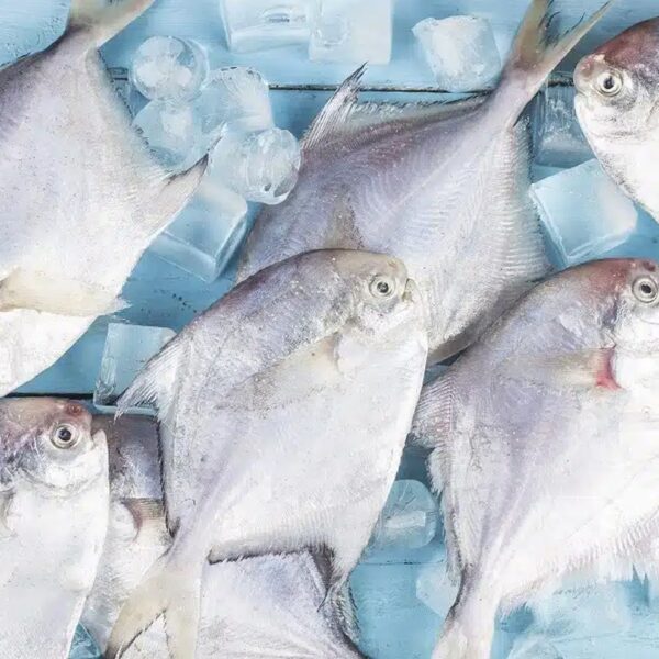 White Pompano White Pomfret1