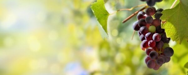 Grapes Crimson Seedless