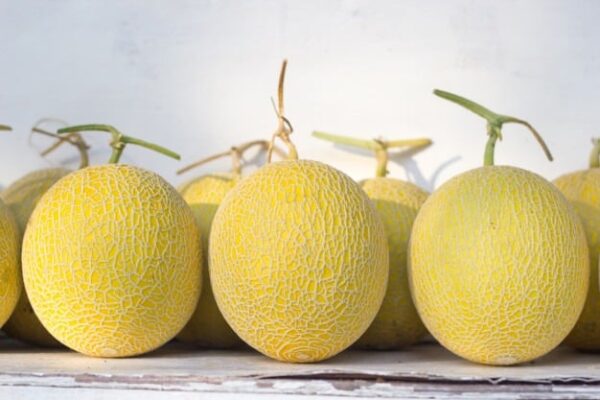 honeydew-golden